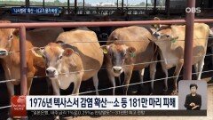 미 텍사스 ′신세계 나사벌레′ 확산…쇠고기 물가 비상