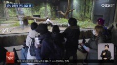 판다 반환에 일본 동물원 장사진…판다 외교