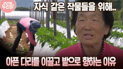 자식 같은 작물들을 위해.. 아픈 다리를 이끌고 밭으로 향하는 이유 [마냥 이쁜 우리맘 7회-1]