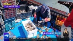 [OBS 인섬 뉴스] 대청도 가을 꽃게잡이 ′한창′…＂풍년 기대＂