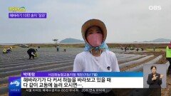 [OBS 인섬 뉴스] 교동도 해바라기 정원 10만 송이 ′장관′