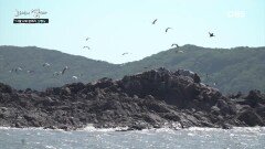 ′자연산 상합(백합)′과 세계멸종위기종인 ′저어새′를 만날 수 있는 축복받은 섬! 장봉도