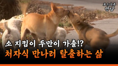 [로드다큐 만남 61-2] 소 지킴이 두만이 가출!? 처자식 만나러 탈출하는 삶