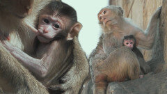 자식을 지키기 위한 어미 원숭이 ‘라야’의 필사적인 노력