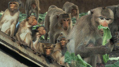 극장파 원숭이들이 사원파 원숭이들 등장에 쫓기듯 도망가는 이유