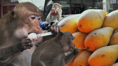 사람이 보든 말든 음식을 훔쳐먹는 길거리 원숭이들!