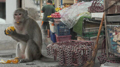 사람의 경계를 지켜본 시내파 원숭이 과일 훔치기
