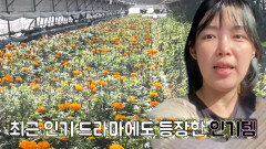 꽃 정기 구독 서비스 CEO의 신상 꽃 소개