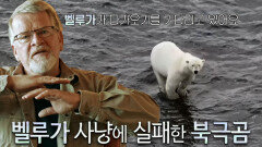 급격한 기온 상승 후 시작된 북극곰의 새로운 사냥법