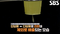 추석 음식의 지방 축적 막는 ‘BNR17 유산균’의 효능!