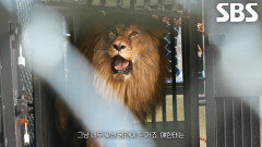 실내에 갇혀 햇빛조차 보지 못한 ‘갈비 사자’ 7년 만에 구조