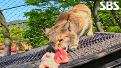 모든 동물들이 반기는 ‘동물복지사’ 등장 소리 (ft. 밥 시간)