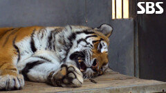 ‘호랑이’ 이호의 발바닥 통증 유발한 발톱 제거 수술 현장