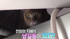 [8월 7일 예고] 음식점에 나타난 의문의 고양이의 정체는?