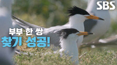 한국에 딱 7마리, 뿔제비갈매기의 감격스러운 귀환