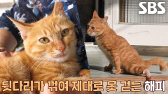 제대로 걸을 수 없는 고양이 ‘해피’