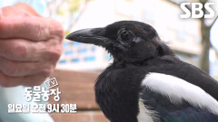 [12월 15일 예고] 오직 할아버지만 따르는 불량 ‘까치’ 등장