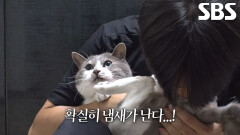6개월째 밤마다 시작되는 소변 테러 대소동