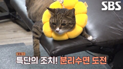 소변 테러냥 달이 위한 맞춤형 특급 솔루션