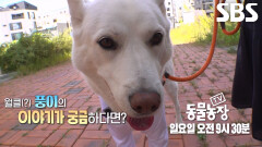 [10월 19일 예고] 모두에게 사랑받는 견플루언서 ‘풍이’의 특별한 일상