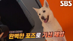 ‘견공계 차은우’ 풍이, 견플루언서의 남다른 일상
