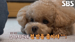동물농장에 재방문한 천재견 ‘토리’의 개인기 대방출