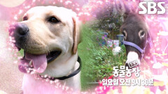 [11월 2일 예고] 어디서도 볼 수 없는 사고뭉치 당트리버 듀오