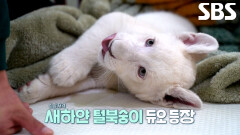 사랑스러운 아기 맹수 ‘백사자 남매’ 루카×루나