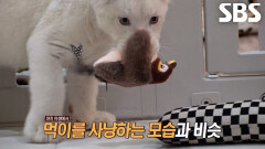 백사자 남매 루카×루나의 깨어난 맹수 본능