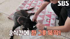 까미의 건강 위해 사랑 듬뿍 담긴 보양식