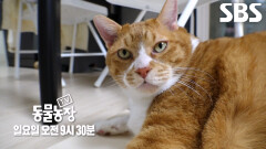 [11월 9일 예고] 뚱냥이 계보 잇는 ‘통이’의 등장