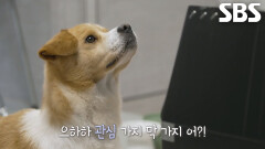 피그몬, 아직은 어색한 정혁의 러브하우스에 입성!