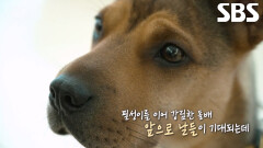 가족 이어준 특별한 존재 ‘필성이’ 이어 강림한 ‘돌배’