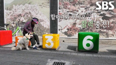 푸바오, 할머니와 활력 넘치는 첫 시장 나들이