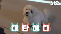 잠까지 컨트롤할 수 있는 ‘자연산 천재견’ 지니