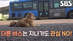 아주머니 오매불망 기다리는 럭키의 초능력! (ft.사랑의 힘)