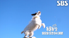 [12월 21일 예고] 보더콜리도 못 따라오는 역대급 체력, 로켓의 등장!