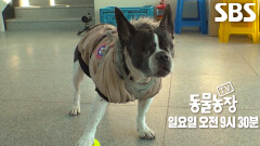 [12월 28일 예고] 앞이 보이지 않아도 갓생사는 바이크숍 마스코트 ‘빵이’