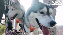 ‘주인학대견’ 샤크×노을, 30초의 휴식도 용납 않는 썰매견↗