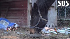‘자연馬’ 광덕이, 당당하게 개밥 강탈!