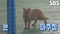 역으로 숨게 만드는 기세등등 뻔뻔한 도둑고양이↗