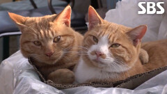 사료공장 들쑤시고 다니던 ‘대도냥’의 충격적인 반전 정체↗