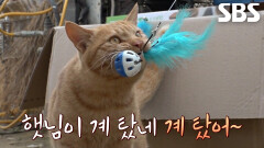 햇님이, 집고양이가 대도냥이 된 사연!