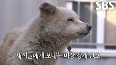 올무에 졸린 채 새끼들까지 키워낸 엄마 흰둥이의 안타까운 사연↘