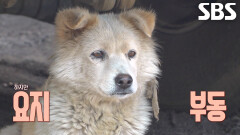 의심 가득 흰둥이와 꼬물이들 구조 작전↗ (ft. 베테랑 구조팀)