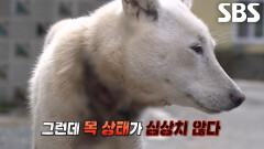 복순이, 아저씨와 꿀 떨어지는 시간 보내며 행복하게 웃는 미소 뒤 심각한 상처 (ft. 꼬리펠러)