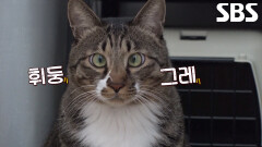 ‘예민대장’ 꾸미, 검은 옷만 보면 숨어버리는 고양이 (ft. 꽃무늬 조끼)
