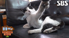 길고양이가 아니었던 ‘무단 침입묘’ 돌돌이의 충격적인 진실!