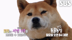 [1월 25일 예고] 귀여움 서열 1위였던 로치의 서운함 가득한 질투심 폭발