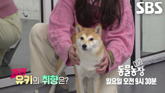 ‘미남 탐지견’ 유키, 잘생긴 사람 보면 쉬그널 발사하는 진정한 남미개!